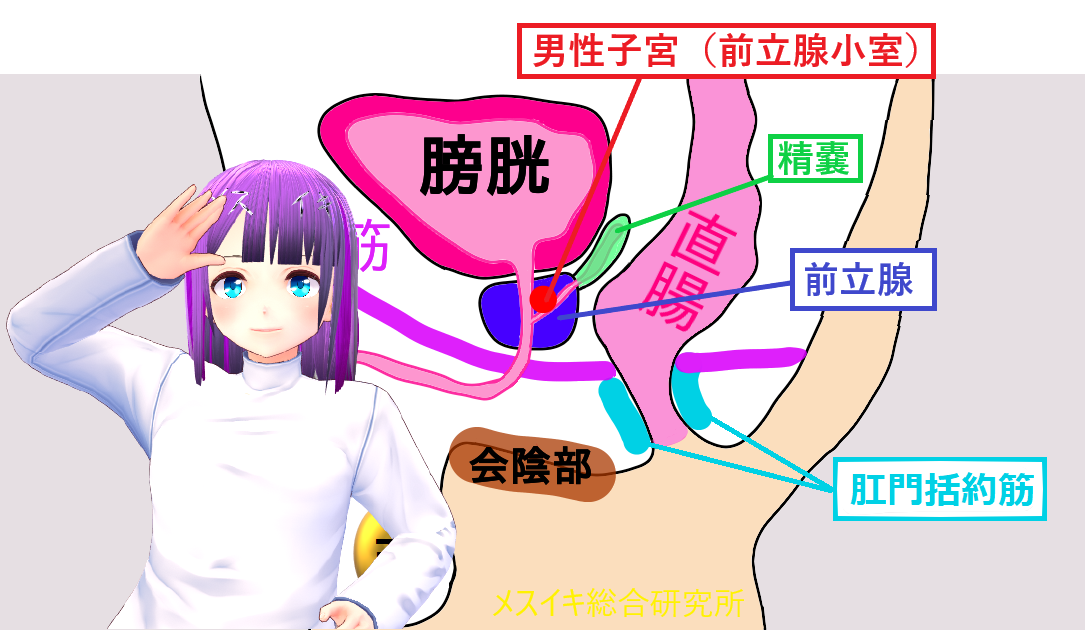 精嚢ドライオーガズムのコツと適した道具 痙攣系メスイキ メスイキ総合研究所